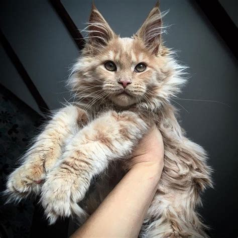 Gucci is a Cute Maine Coon Kitten .